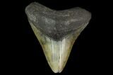 3.20" Fossil Megalodon Tooth - North Carolina - #131613-1